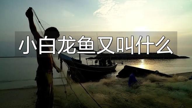 小白龍是什么魚，小白龍的分布范圍有哪些？（小白龍和白金龍魚的區別，小白龍和白金龍魚的區別有哪些）