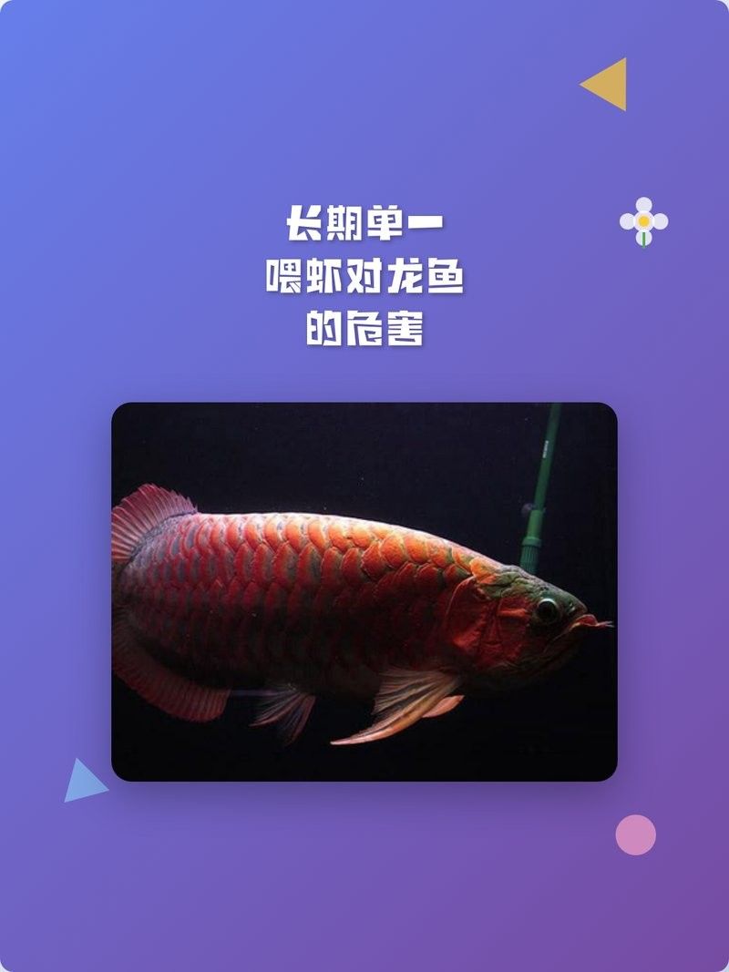 龍魚能吃煮熟的蝦嗎？（11話龍魚食之趣談篇：龍魚能吃煮熟的蝦）
