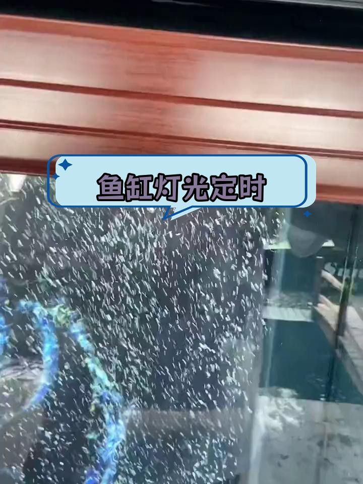 龍魚不開燈一招教你解決龍魚不開燈一招教你解決（養魚大全，為什么龍魚一開燈就趴缸）