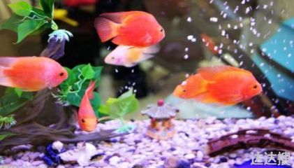 貴州省三都縣萬綠寶生物科技有限公司（三都萬綠寶生物科技有限公司） 貴州省三都縣萬綠寶生物科技有限公司（三都萬綠寶生物科技有限公司） 觀賞魚百科 第1張