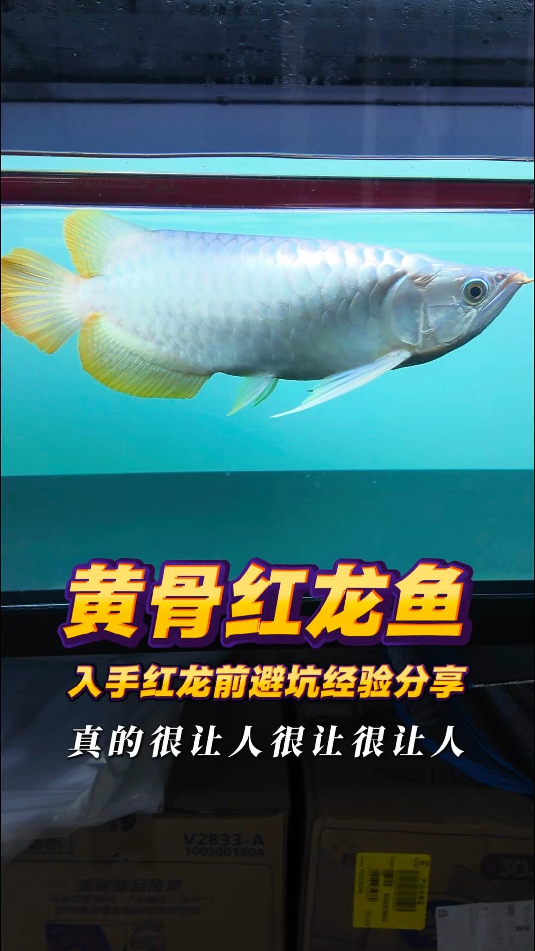 黃梅紅龍魚的飼養難度如何？（黃梅紅龍魚的發色效果如何改善黃骨紅龍魚發色效果如何） 黃梅紅龍魚的飼養難度如何？（黃梅紅龍魚的發色效果如何改善黃骨紅龍魚發色效果如何） 觀賞魚百科 第1張