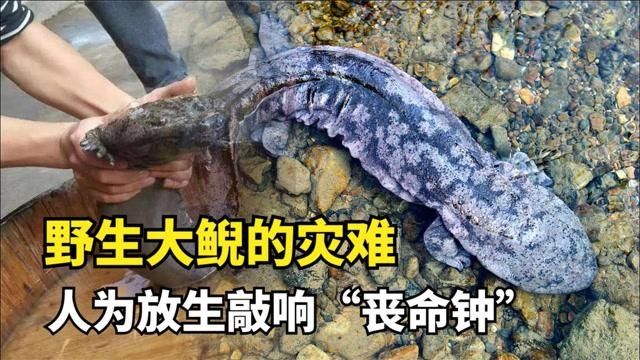 娃娃魚：比恐龍還早的“水中巨嬰”，古老又強悍（1998年娃娃魚在1998年的相關記錄，野生娃娃魚僅剩2成）