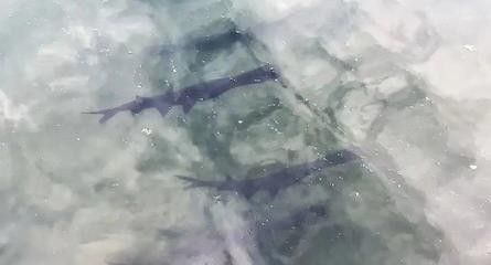 鴨嘴魚的養(yǎng)殖環(huán)境要求，或如何改善光照條件，來(lái)提升養(yǎng)殖效果？（鴨嘴魚是否怕光）