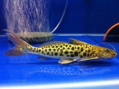 鴨嘴魚的養(yǎng)殖環(huán)境要求，或如何改善光照條件，來(lái)提升養(yǎng)殖效果？（鴨嘴魚是否怕光）