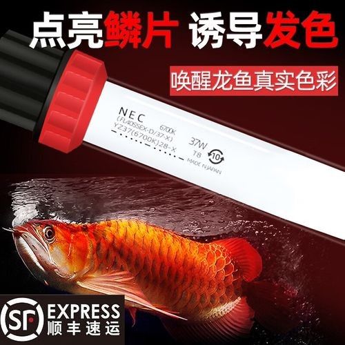 nec龍魚專用燈選購建議（nec龍魚專用燈的選擇）