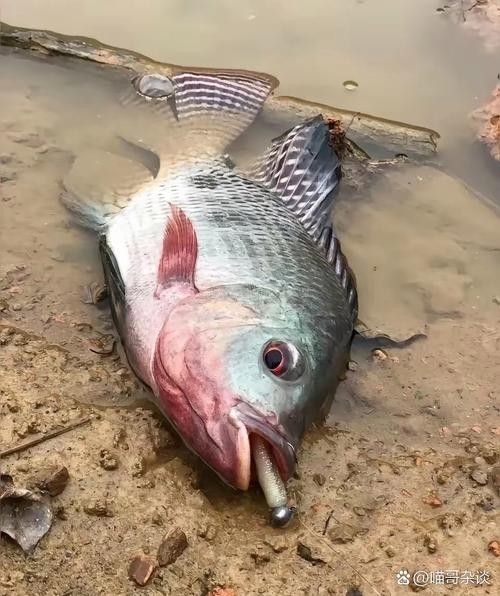 福滿鉆魚最怕的三大威脅（福滿鉆魚最怕三個東西）