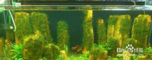 魚缸水質調節劑有用嗎？如何正確使用魚缸水質調節劑？（如何正確使用魚缸水質調節劑）