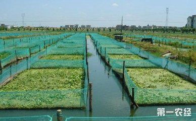 龍魚(yú)不吃東西能活多久（六角龍魚(yú)不吃東西能活多久） 龍魚(yú)不吃東西能活多久（六角龍魚(yú)不吃東西能活多久） 觀賞魚(yú)百科 第1張