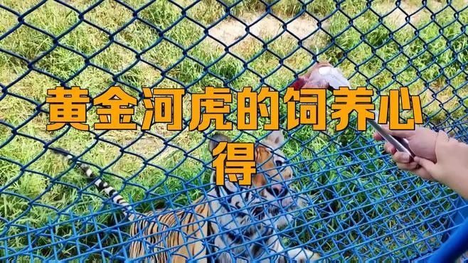 黃金河虎魚飼養心得學途領航營第一次養黃金河虎魚需要注意什么（第一次養黃金河虎魚需要注意什么？）