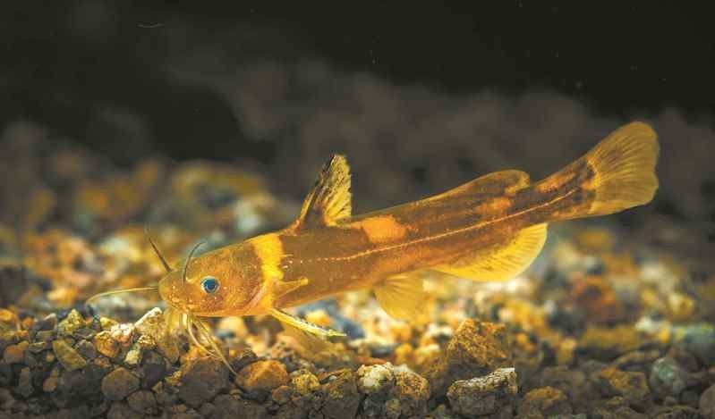 新?lián)峒t龍魚的飼養(yǎng)成本是多少？（新?lián)峒t龍魚的價(jià)格是多少新?lián)峒t龍魚的飼養(yǎng)成本高嗎）