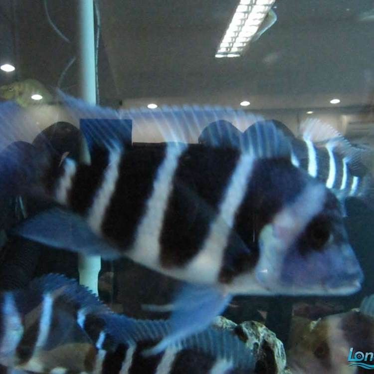 薩伊藍(lán)魚的飼養(yǎng)要求（薩伊藍(lán)魚最忌三種顏色在海洋生物學(xué)研究中）