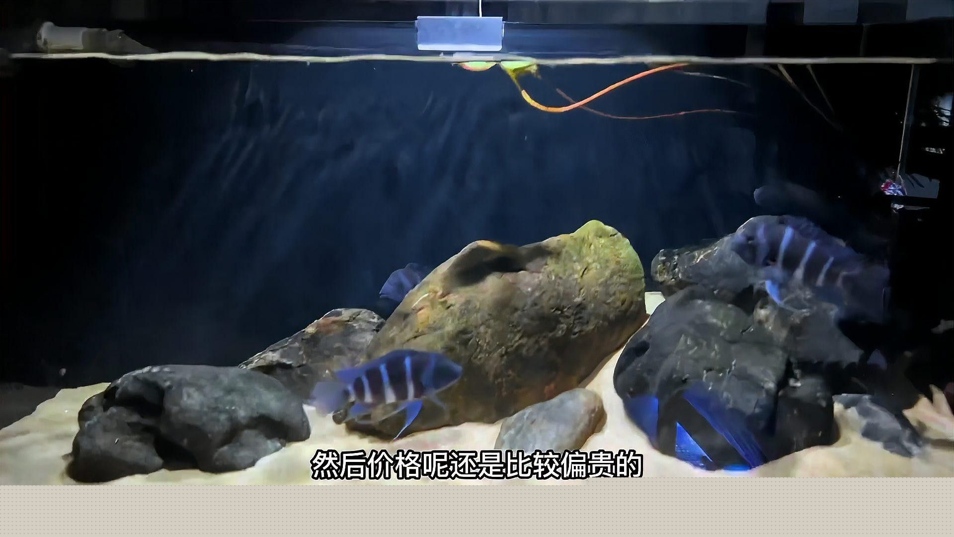 薩伊藍(lán)魚的飼養(yǎng)要求（薩伊藍(lán)魚最忌三種顏色在海洋生物學(xué)研究中）