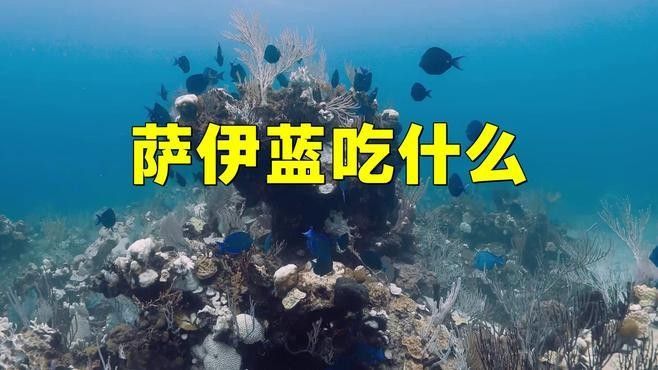 薩伊藍(lán)魚的飼養(yǎng)要求（薩伊藍(lán)魚最忌三種顏色在海洋生物學(xué)研究中）
