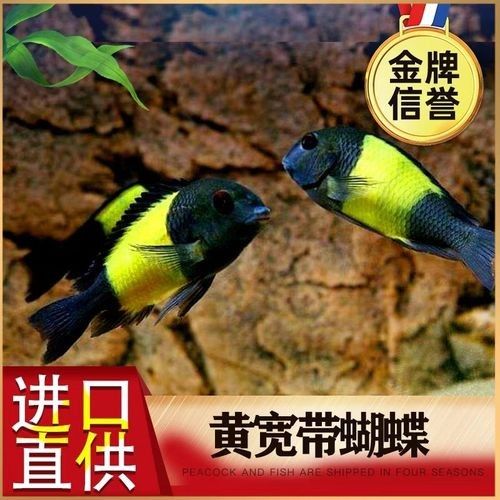 黃寬蝴蝶的價格是多少？（黃寬蝴蝶價格因地區、季節和購買渠道的不同而有差異）