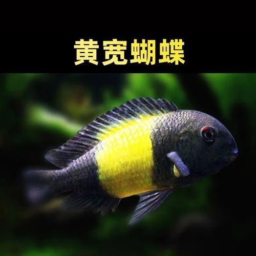 黃寬蝴蝶的價格是多少？（黃寬蝴蝶價格因地區、季節和購買渠道的不同而有差異）