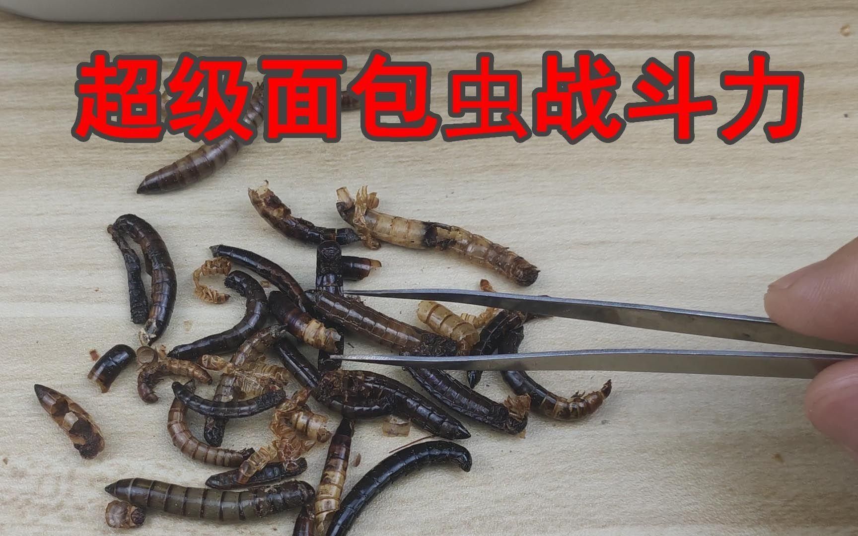 麥蟲和面包蟲的區別在哪（大麥蟲和面包蟲的區別） 麥蟲和面包蟲的區別在哪（大麥蟲和面包蟲的區別） 觀賞魚百科 第2張