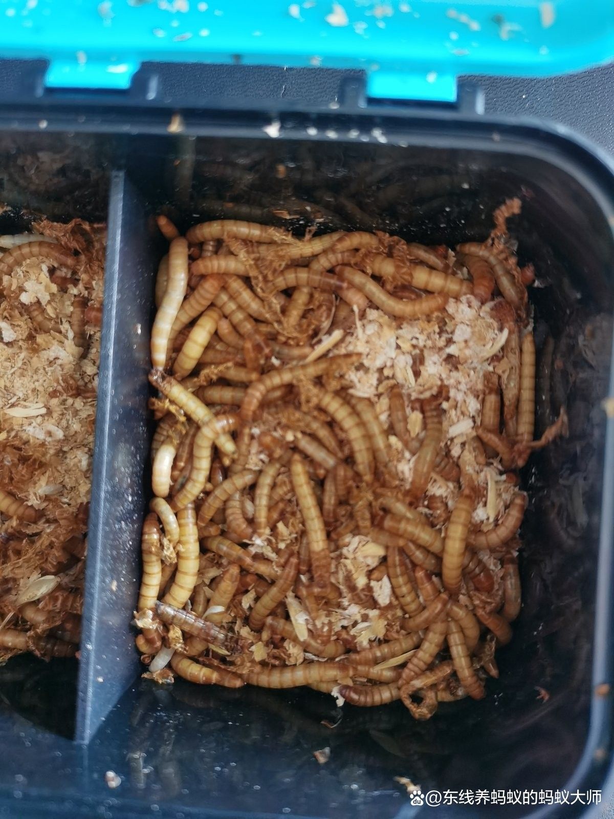 麥蟲和面包蟲的區別在哪（大麥蟲和面包蟲的區別） 麥蟲和面包蟲的區別在哪（大麥蟲和面包蟲的區別） 觀賞魚百科 第4張