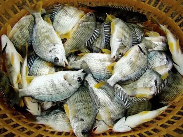 重慶男子撈到大量“穿金妹”滿身花紋像戴了金首飾釣界驢大嘴（重慶男子撈到大量“穿金妹”） 重慶男子撈到大量“穿金妹”滿身花紋像戴了金首飾釣界驢大嘴（重慶男子撈到大量“穿金妹”） 觀賞魚百科 第4張