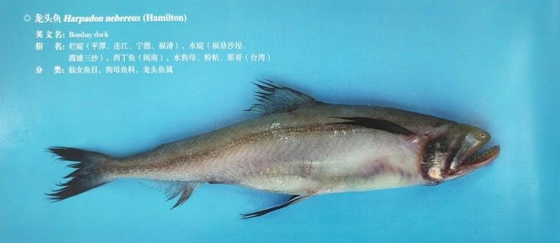 重慶男子撈到大量“穿金妹”滿身花紋像戴了金首飾釣界驢大嘴（重慶男子撈到大量“穿金妹”） 重慶男子撈到大量“穿金妹”滿身花紋像戴了金首飾釣界驢大嘴（重慶男子撈到大量“穿金妹”） 觀賞魚百科 第2張
