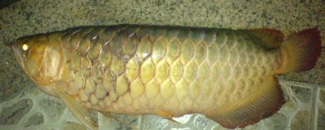 龍魚掉鱗片的處理方法（金龍魚掉鱗片怎么辦龍魚掉落能恢復掌握這些技巧超好用）