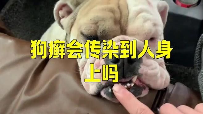 紅圓點狗頭紅點少是怎么回事（紅圓點狗頭圖案的流行趨勢及其在時尚界的影響力）