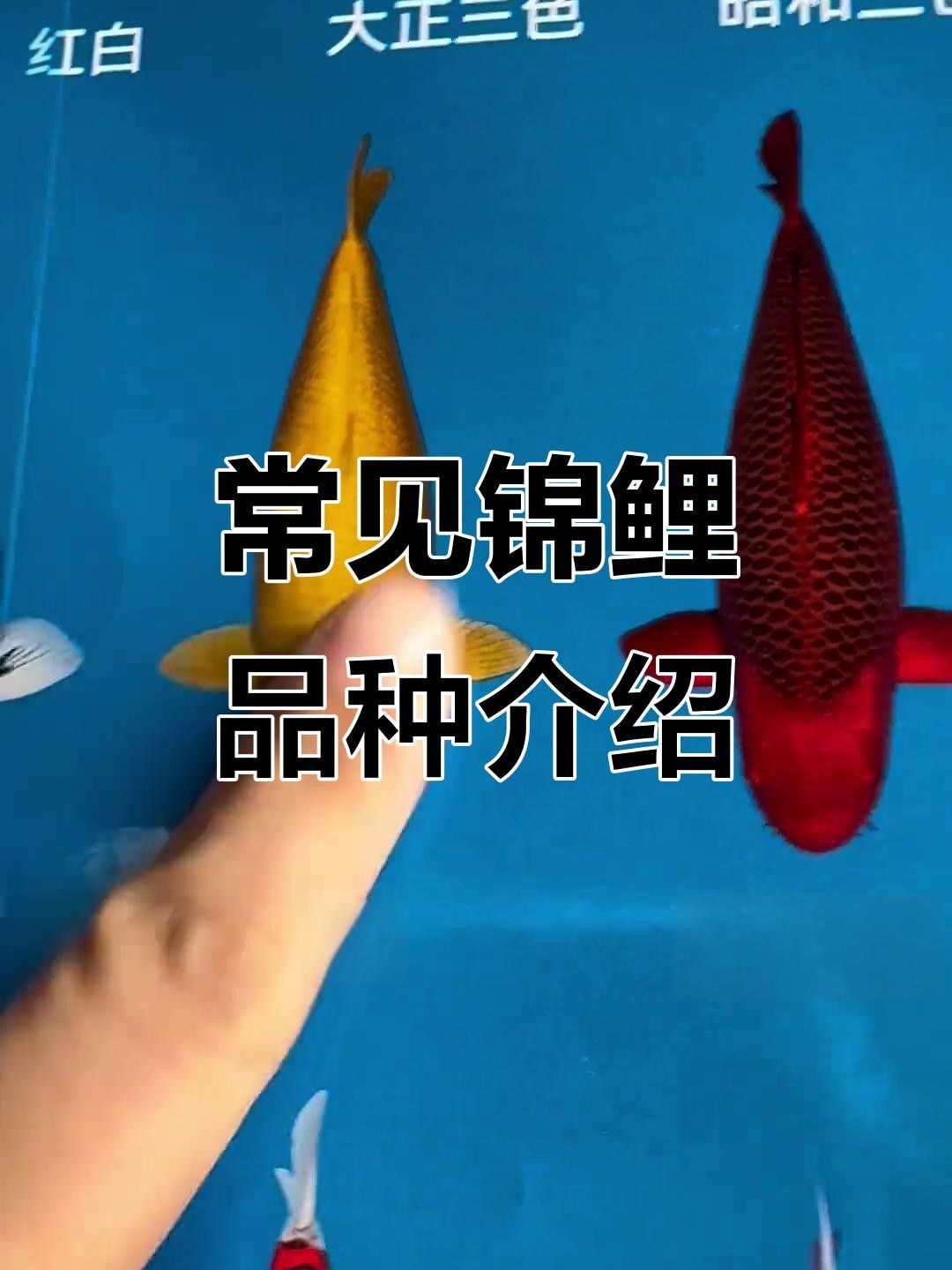 丹頂三色的繁殖方法是什么丹頂三色和昭和三色的區別（丹頂三色和丹頂昭和有何區別？）
