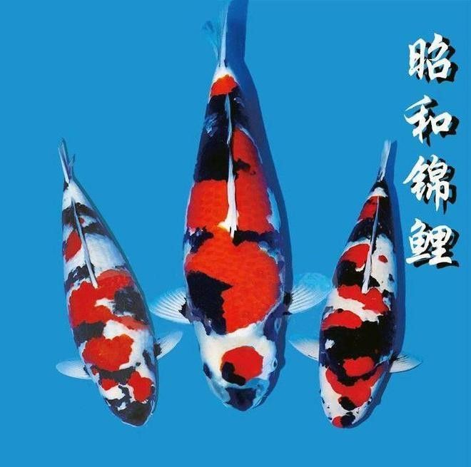 丹頂三色的繁殖方法是什么丹頂三色和昭和三色的區別（丹頂三色和丹頂昭和有何區別？）