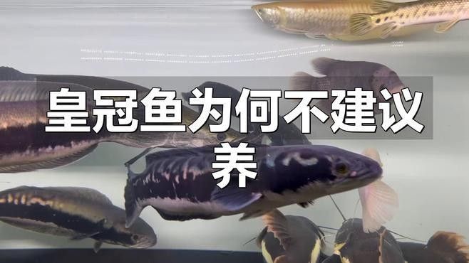 皇冠魚為何不能隨便養（皇冠魚不能亂養的原因，皇冠魚不能隨便養） 皇冠魚為何不能隨便養（皇冠魚不能亂養的原因，皇冠魚不能隨便養） 觀賞魚百科 第2張