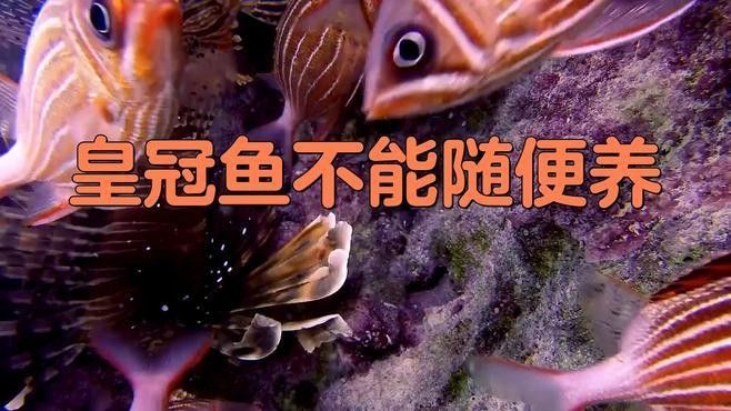 皇冠魚為何不能隨便養（皇冠魚不能亂養的原因，皇冠魚不能隨便養） 皇冠魚為何不能隨便養（皇冠魚不能亂養的原因，皇冠魚不能隨便養） 觀賞魚百科 第1張