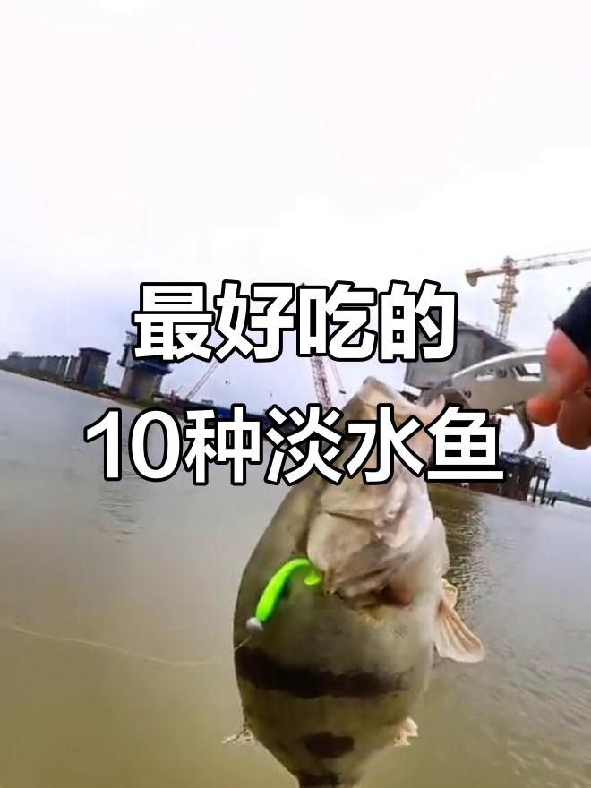 魚類排行榜前十名（2018年全球魚類排行榜前十名）