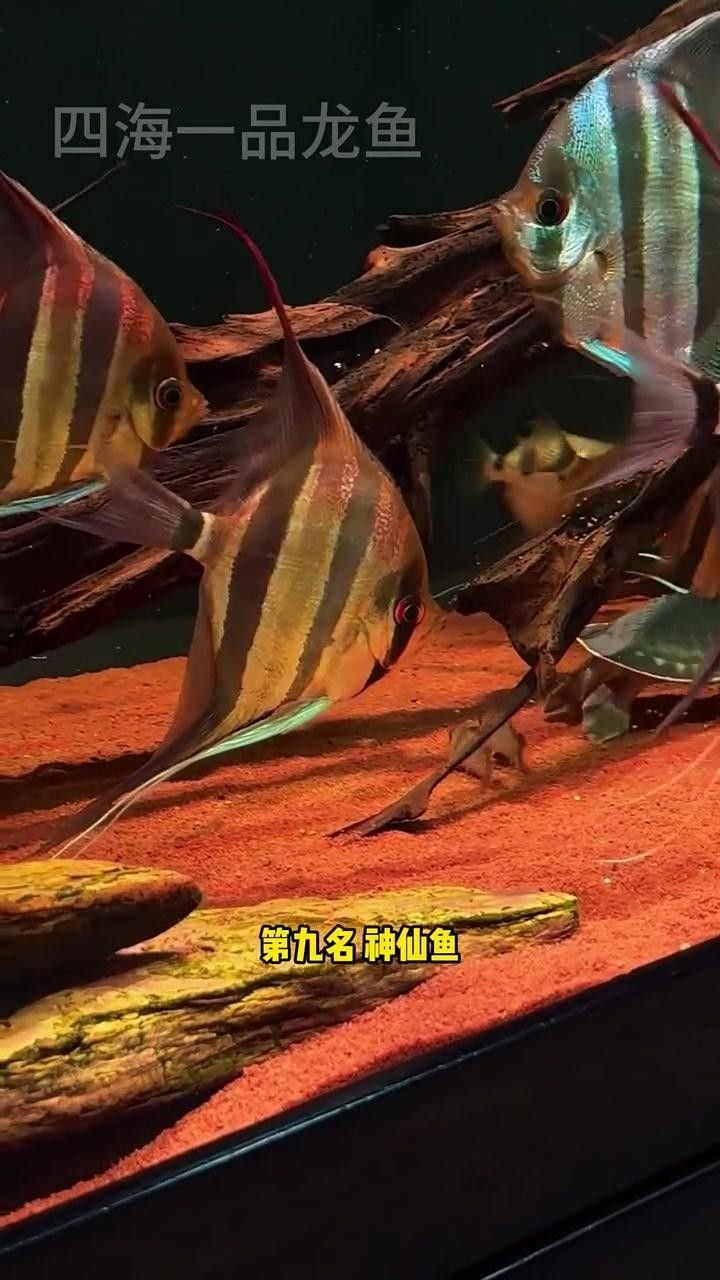 魚類排行榜前十名（2018年全球魚類排行榜前十名）