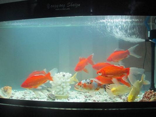龍魚腹部鱗片血絲會自愈嗎，探討龍魚腹部鱗片血絲的自愈能力背后可能的原因 龍魚腹部鱗片血絲會自愈嗎，探討龍魚腹部鱗片血絲的自愈能力背后可能的原因 龍魚百科 第1張