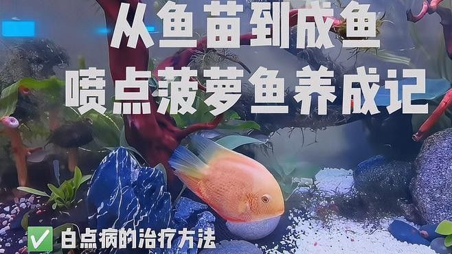 怎樣鑒別和繁殖噴點菠蘿魚（噴點菠蘿魚在繁殖期需要特別注意配對和繁殖環境） 怎樣鑒別和繁殖噴點菠蘿魚（噴點菠蘿魚在繁殖期需要特別注意配對和繁殖環境） 觀賞魚百科 第2張