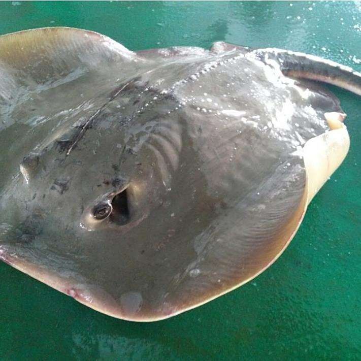 魟魚吃完海鮮不能吃什么水果（種魚有“最怕三種水果”的說法[需手動填充]--魟魚）