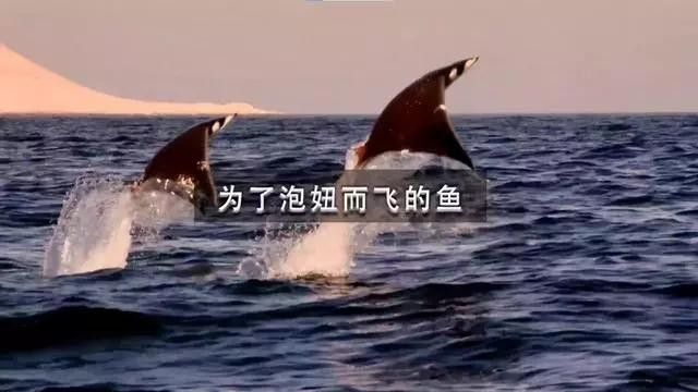 魟魚吃完海鮮不能吃什么水果（種魚有“最怕三種水果”的說法[需手動填充]--魟魚）
