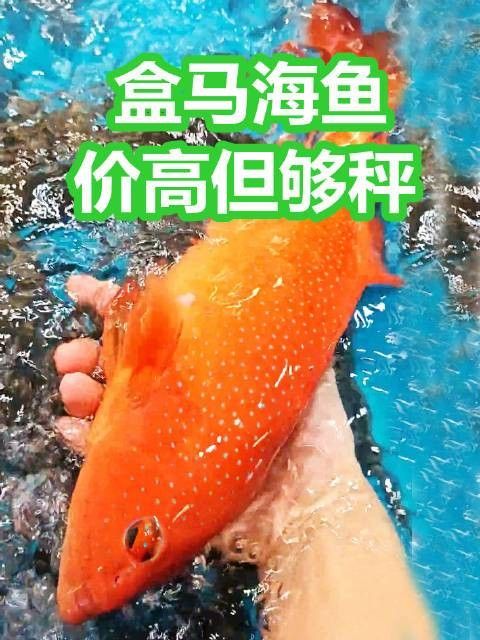 金虎魚的圖片、品種、飼養方法和價格信息、價格信息（金虎魚圖片、品種、飼養方法以及價格信息）