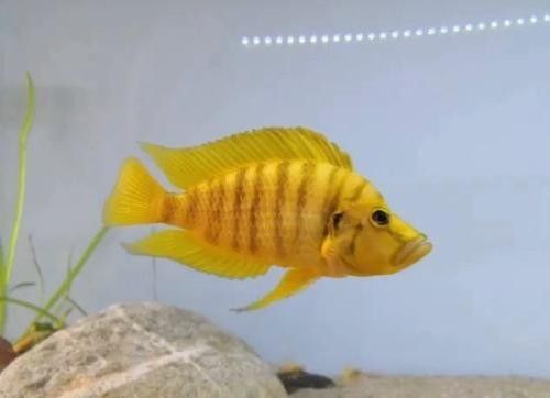 金虎魚的圖片、品種、飼養方法和價格信息、價格信息（金虎魚圖片、品種、飼養方法以及價格信息）