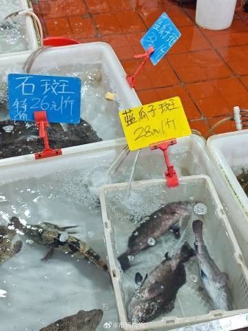 金虎魚的圖片、品種、飼養方法和價格信息、價格信息（金虎魚圖片、品種、飼養方法以及價格信息）