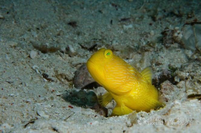 金虎魚的圖片、品種、飼養方法和價格信息、價格信息（金虎魚圖片、品種、飼養方法以及價格信息）