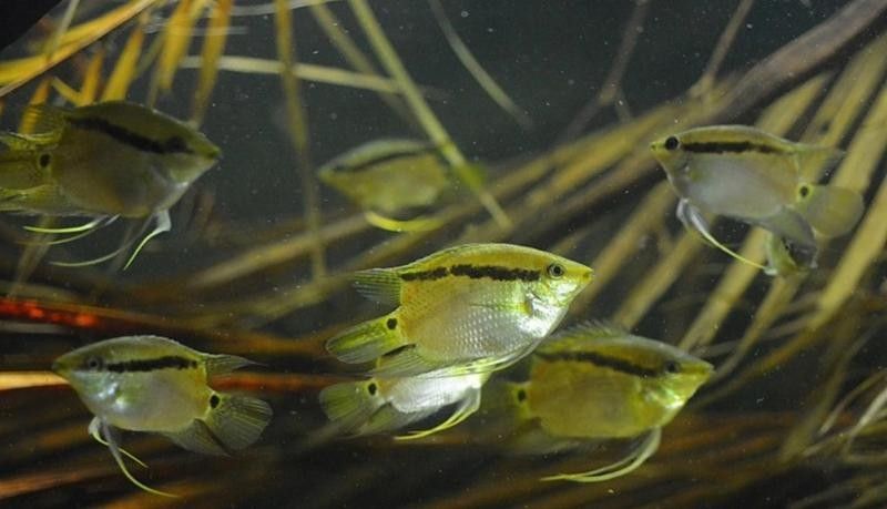 綠皮皇冠豹魚需要多大的魚缸？（綠皮皇冠豹魚并不適合在家庭環境中飼養）