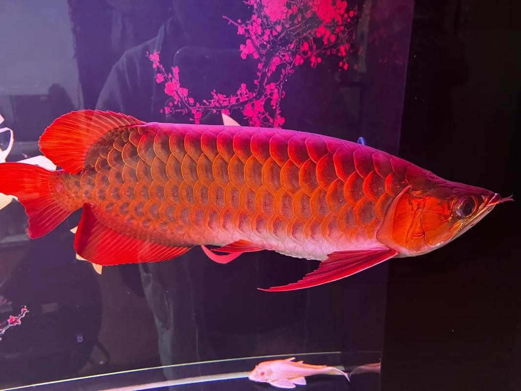 工布江達龍魚的檔次主要體現在以下幾個方面，你會區分嗎（工布江達龍魚的價格是多少？） 工布江達龍魚的檔次主要體現在以下幾個方面，你會區分嗎（工布江達龍魚的價格是多少？） 觀賞魚百科 第12張