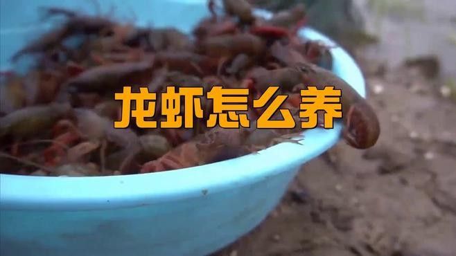 龍蝦養殖技術視頻提供了一種詳細的方法來指導如何養殖龍蝦（剪影柒龍蝦怎么養殖剪影柒龍蝦怎么養殖龍蝦的關鍵要點）