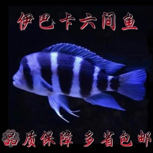 伊巴卡魚的價格是多少？適合新手飼養嗎？（伊巴卡是一個專注于觀賞魚領域的品牌而非雜牌，而非雜牌）