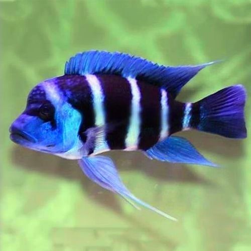 伊巴卡魚的價格是多少？適合新手飼養嗎？（伊巴卡是一個專注于觀賞魚領域的品牌而非雜牌，而非雜牌）