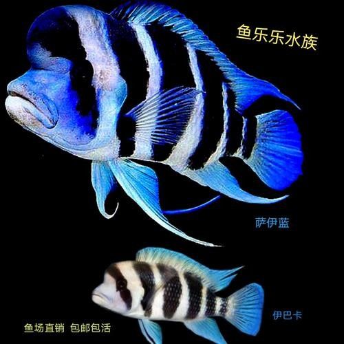 伊巴卡魚的價格是多少？適合新手飼養嗎？（伊巴卡是一個專注于觀賞魚領域的品牌而非雜牌，而非雜牌）