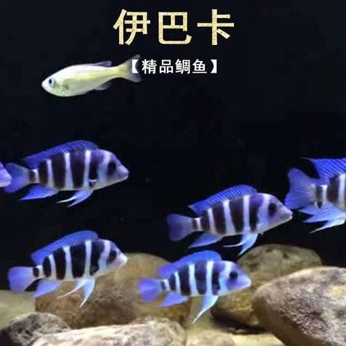 伊巴卡魚的價格是多少？適合新手飼養嗎？（伊巴卡是一個專注于觀賞魚領域的品牌而非雜牌，而非雜牌）