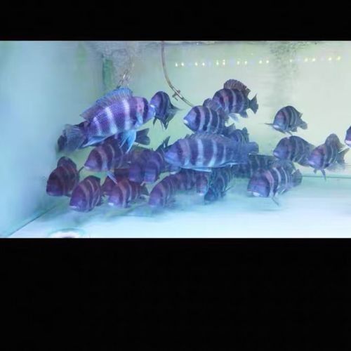 伊巴卡魚的價格是多少？適合新手飼養嗎？（伊巴卡是一個專注于觀賞魚領域的品牌而非雜牌，而非雜牌）
