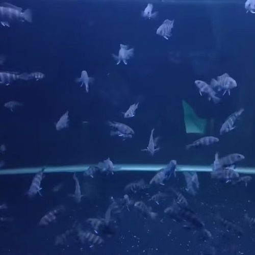 伊巴卡魚的價格是多少？適合新手飼養嗎？（伊巴卡是一個專注于觀賞魚領域的品牌而非雜牌，而非雜牌）