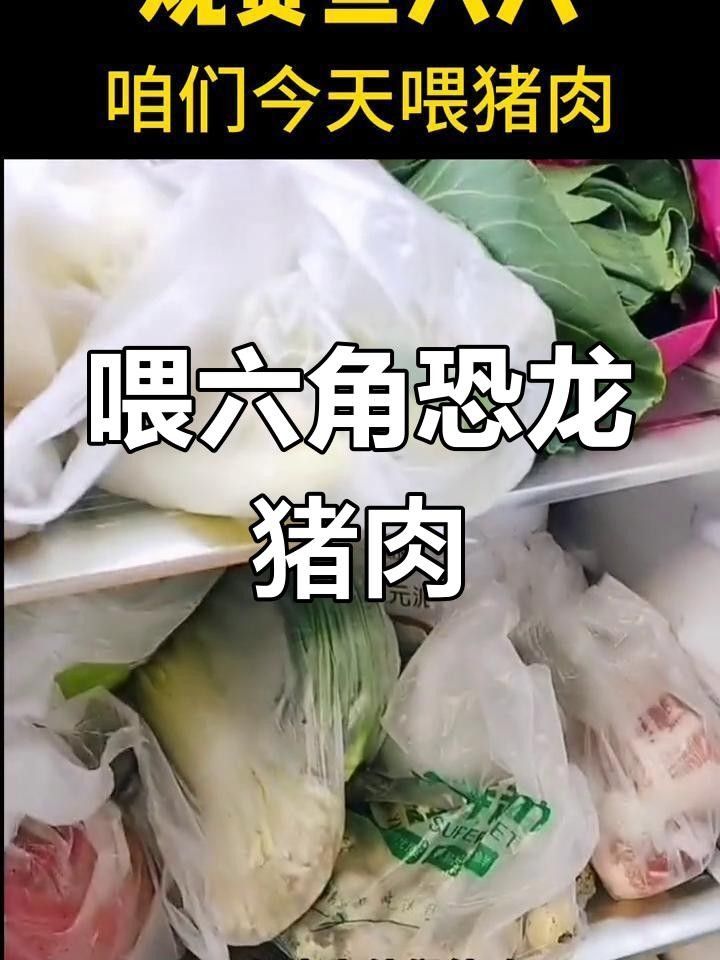 龍魚(yú)可以吃豬肉嗎龍魚(yú)吃豬肉需要注意哪些問(wèn)題（龍魚(yú)可以吃豬肉嗎）
