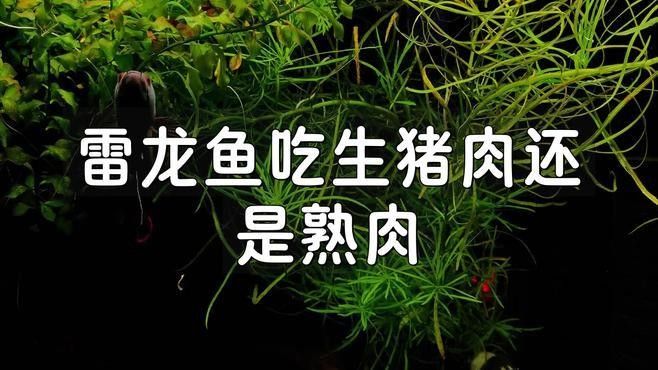 龍魚(yú)可以吃豬肉嗎龍魚(yú)吃豬肉需要注意哪些問(wèn)題（龍魚(yú)可以吃豬肉嗎）